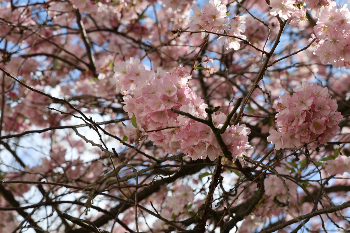 Baum in Kirschblüte