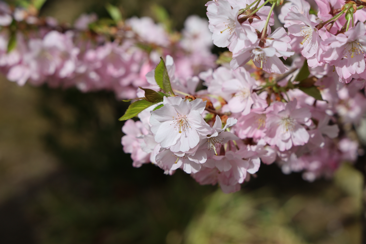 Kirschblüte