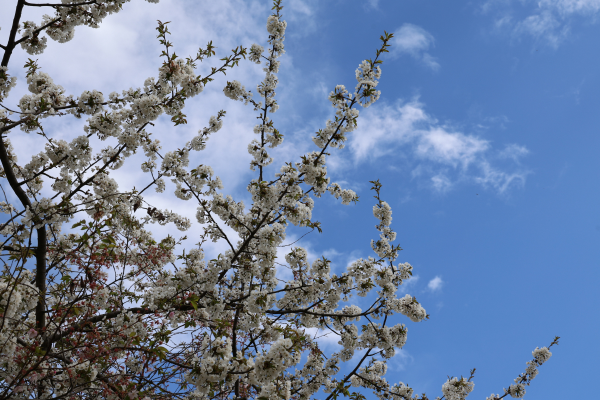 Kirschblüte