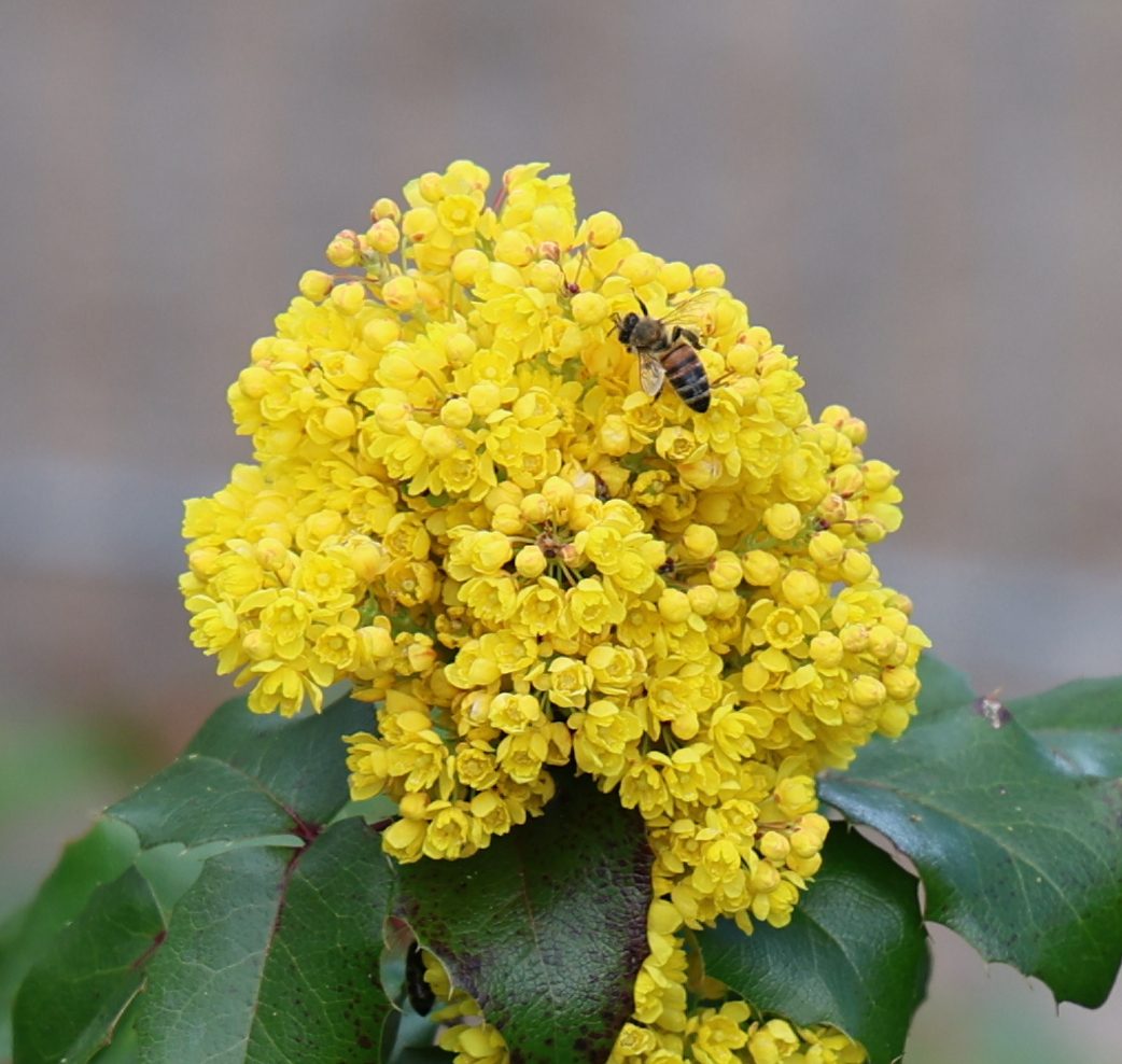 Biene auf Blüte