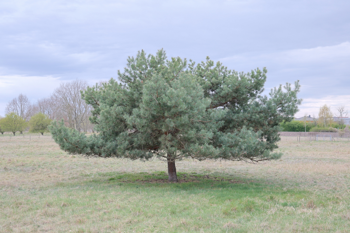 Baum auf einer Wiese