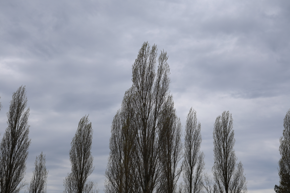 Bäume im Wind