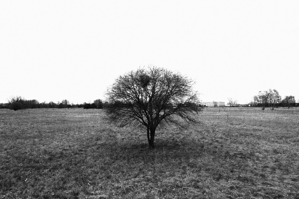 Baum in Schwarz-Weiß