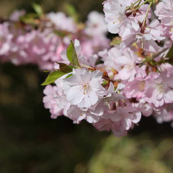Kirschblüte