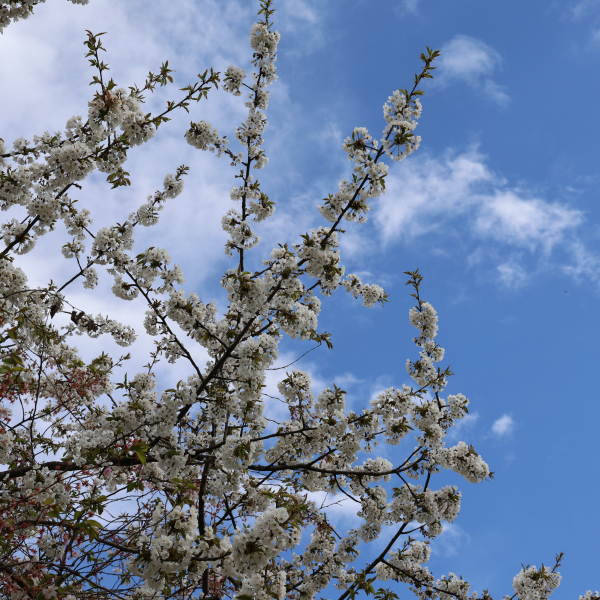 Kirschblüte