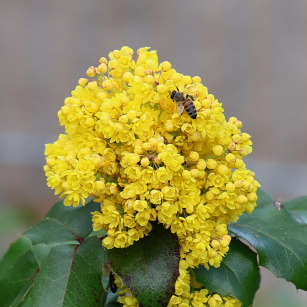 Biene auf Blüte