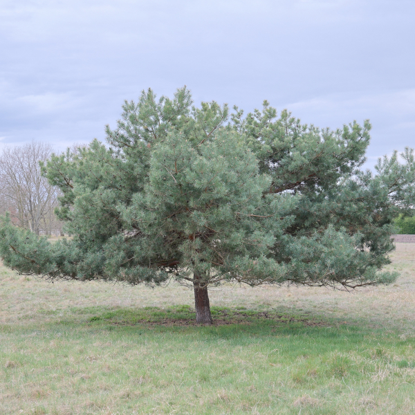 Baum auf einer Wiese