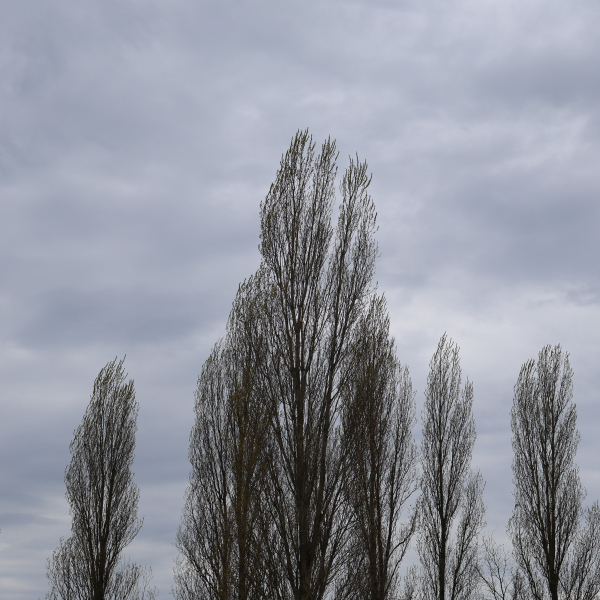 Bäume im Wind