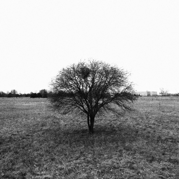 Baum in Schwarz-Weiß