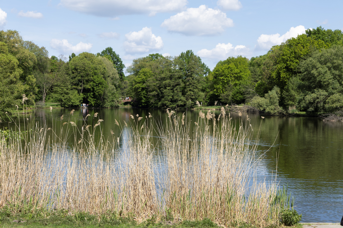Karpfenteich am Schloss Charlottenburg
