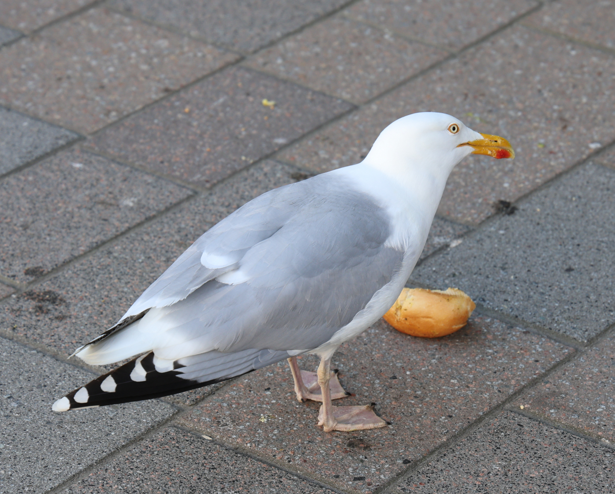 Möwe