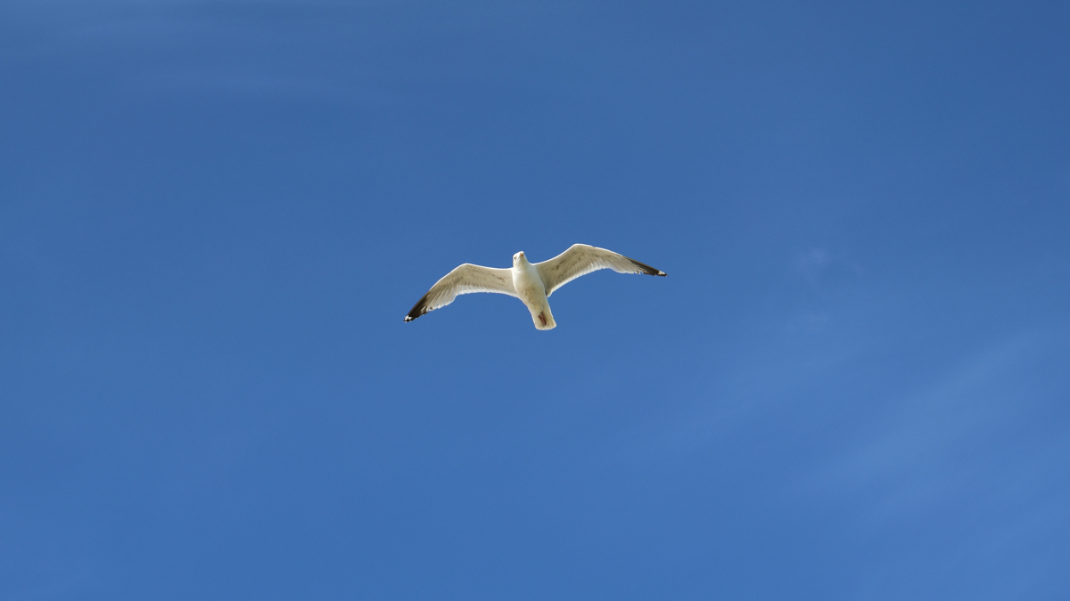 Möwe im Flug