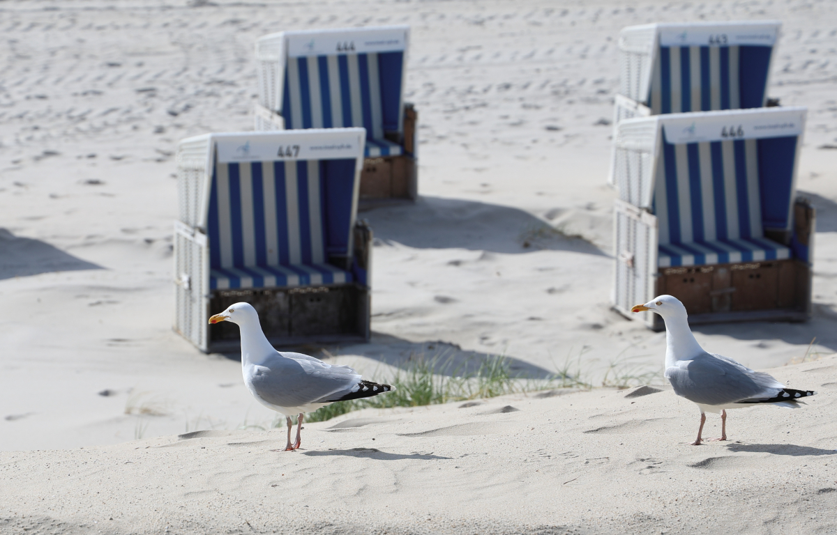 Möwe sucht Strandkorb