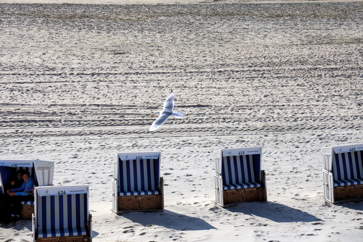 Möwe fliegt am Strand