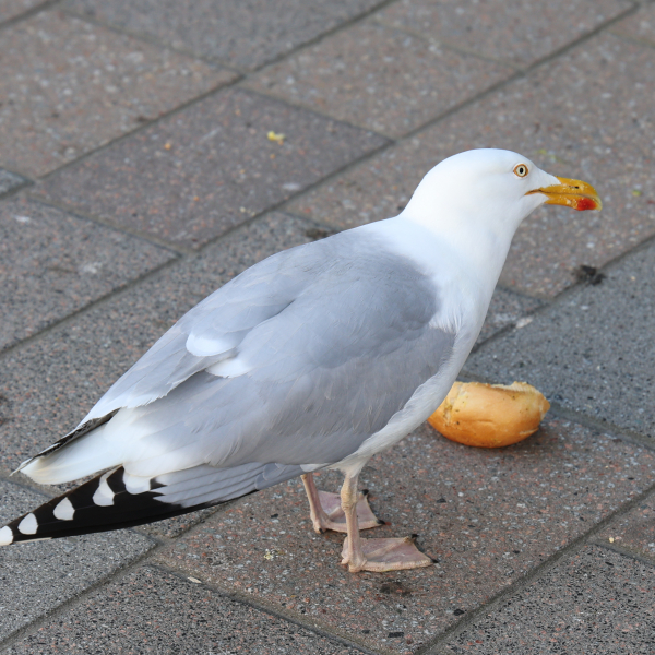 Möwe