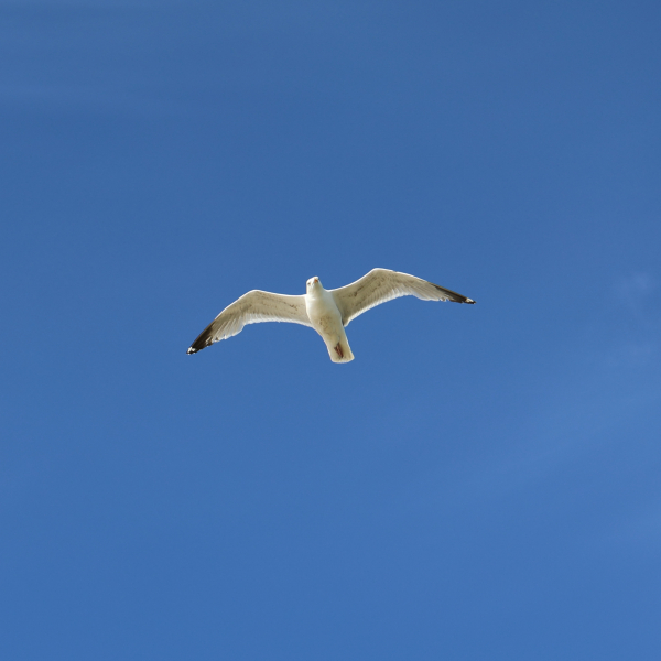Möwe im Flug