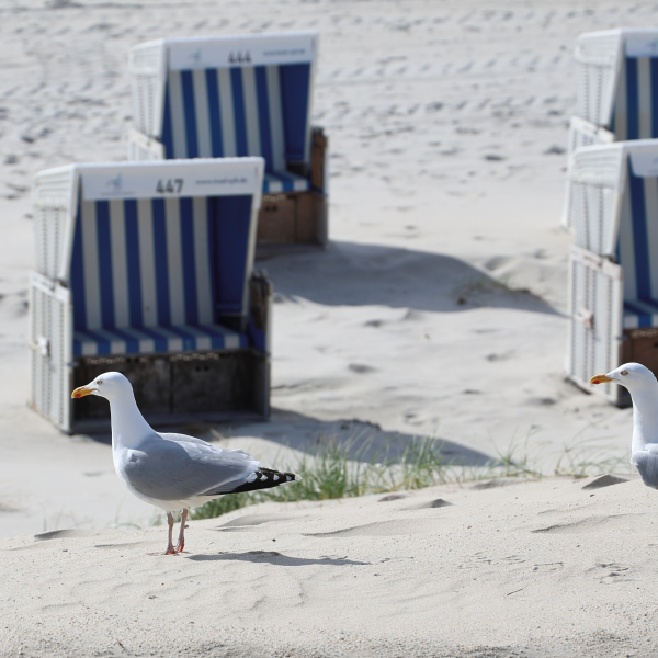 Möwe sucht Strandkorb