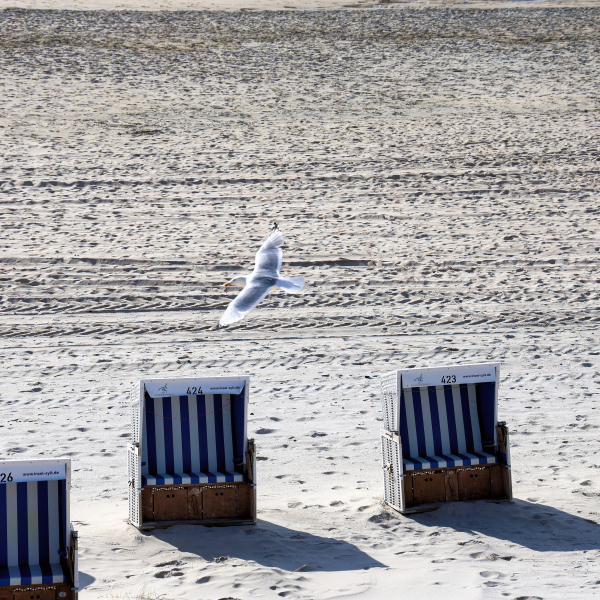 Möwe fliegt am Strand