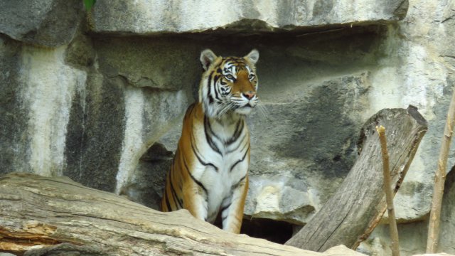 Sibirischer Tiger