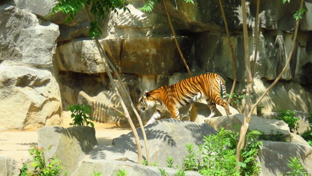 Sibirischer Tiger