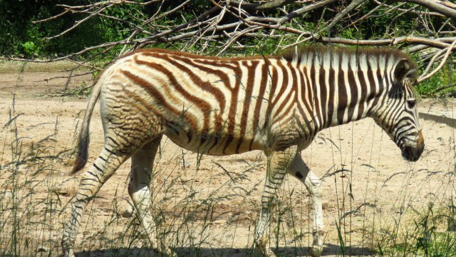 Zebra