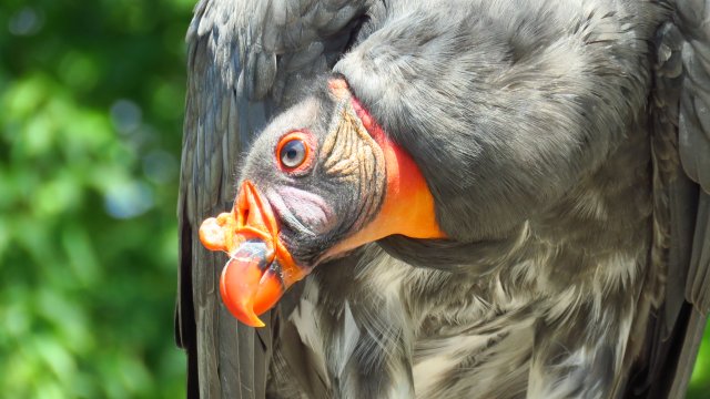 Kondor