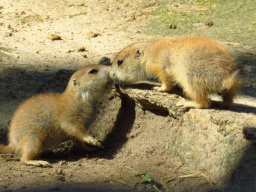 2019_06_07 - Tierpark Berlin