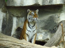 Sibirischer Tiger