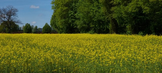 Rapsfeld