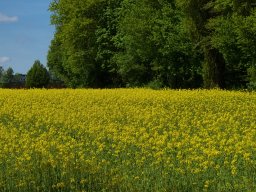 Rapsfeld