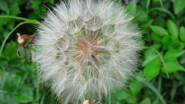 Pusteblume