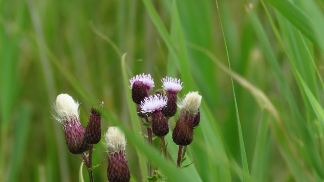 Ackerkratzdistel