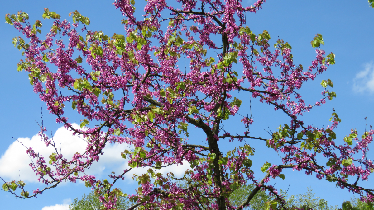Baum in Blüte