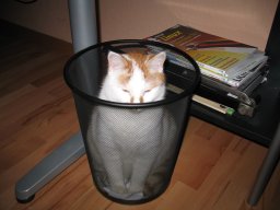 Kater Garfield