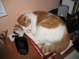 Garfield schläft im Postkorb