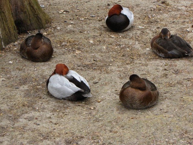 Schlafende Enten im Kreis