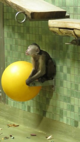 Affe