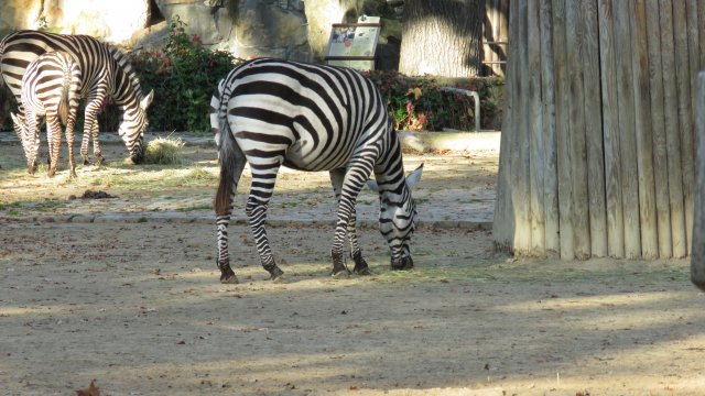 Zebras