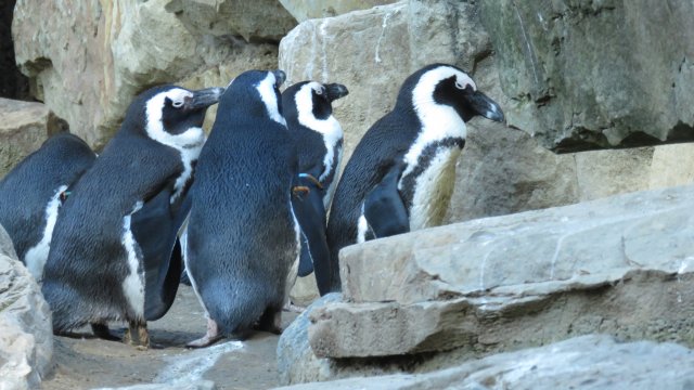 Pinguine