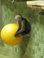 Affe