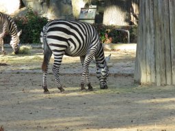 Zebras