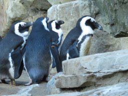 Pinguine