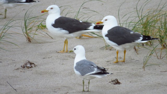 Möwen