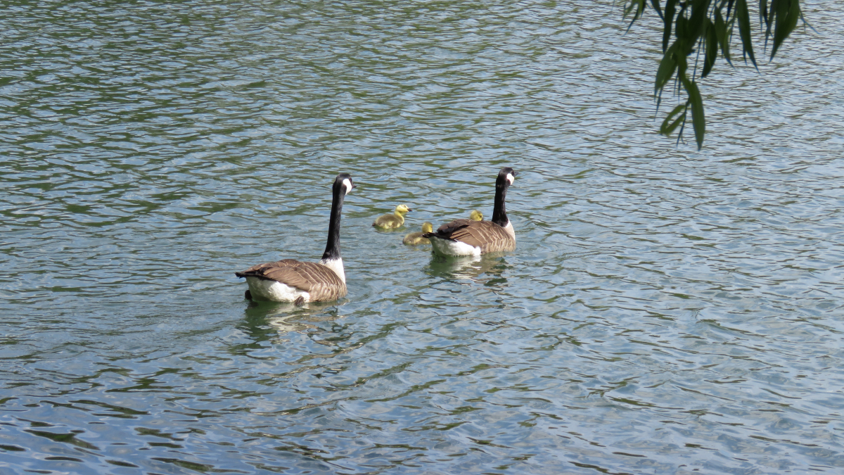 Kanadagänse beim Familienausflug